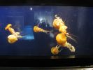 PICTURES/Tennessee Aquarium in Chattanooga/t_Yellow Jellyfish1.jpg